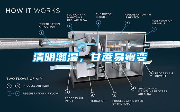 清明潮濕，甘蔗易霉變